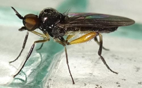 Oedalea sp.